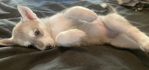 Siperianhuskyn pennut (4 valokuva sivusta 4)