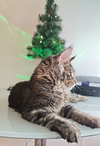 Чистокровный молодой мейнкун с родословной. (4 фото из 7)