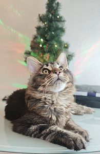 Чистокровный молодой мейнкун с родословной. (5 фото из 7)