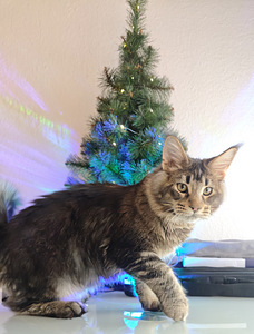 Чистокровный молодой мейнкун с родословной. (6 фото из 7)