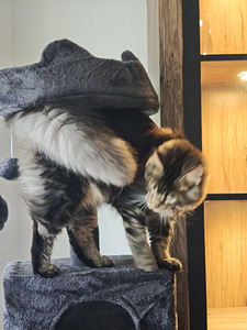 Чистокровный молодой мейнкун с родословной. (4 фото из 7)