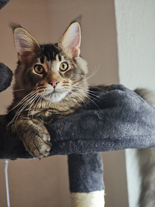 Чистокровный молодой мейнкун с родословной. (5 фото из 7)