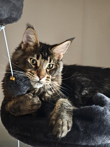 Чистокровный молодой мейнкун с родословной. (1 фото из 7)