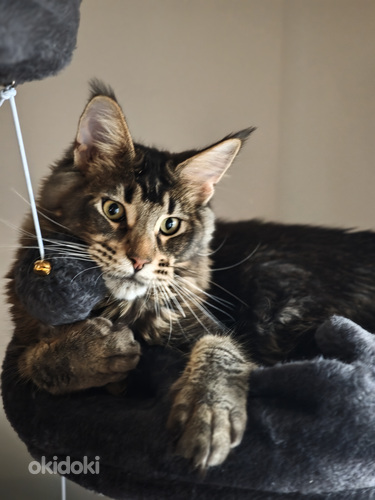 Tīršķirnes jauni Maine Coons ar ciltsrakstiem.