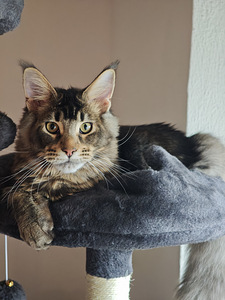 Чистокровный молодой мейнкун с родословной. (6 фото из 7)