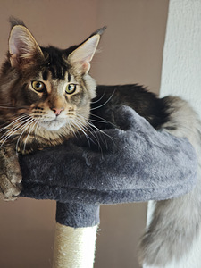 Чистокровный молодой мейнкун с родословной. (7 фото из 7)