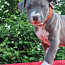 AMERICAN BULLY XL ar ABKC ciltsrakstiem (foto #4)