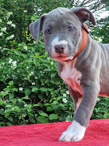 AMERICAN BULLY XL ar ABKC ciltsrakstiem (4 foto no 8)