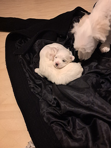 Matipoo (1 valokuva sivusta 1)