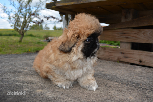 Pekinas (nuotrauka #1)