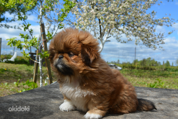 Pekinas (nuotrauka #5)