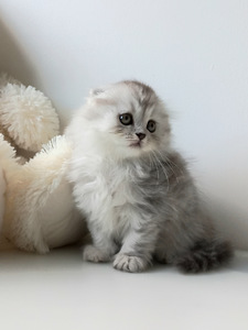 Scotish котята (1 фото из 9)