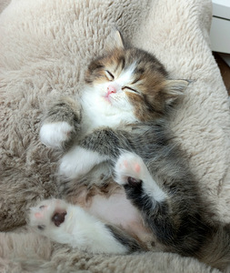 Scottish Straight котята (4 фото из 9)