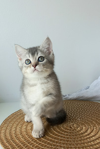 Scottish Straight котята (6 фото из 9)
