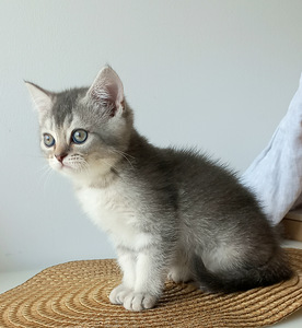 Scottish Straight котята (7 фото из 9)