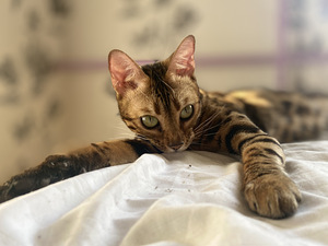 Bengal cat (7 foto no 7)