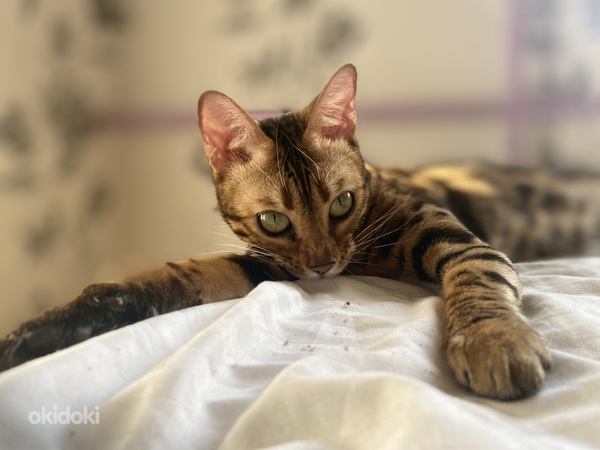 Bengal cat (foto #7)