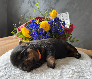 Rottweileri kutsikad tõupaberitega (3 foto / 6)