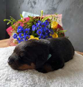 Rottweileri kutsikad tõupaberitega (5 foto / 6)