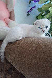Müüa Scottish Fold tõugu kassipojad (1 foto / 7)