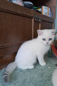 Müüa Scottish Fold tõugu kassipojad (5 foto / 7)