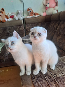 Müüa Scottish Fold tõugu kassipojad (1 foto / 5)