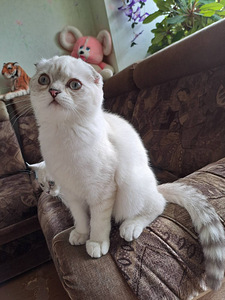 Müüa Scottish Fold tõugu kassipojad (3 foto / 6)