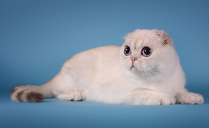 Müüa Scottish Fold tõugu kassipojad (5 foto / 6)