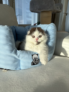 Scottish fold kssanpentuja (5 valokuva sivusta 5)