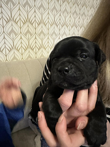 Staffordshirenbullterrieri (2 valokuva sivusta 3)