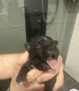 Staffordshirenbullterrieri (3 valokuva sivusta 3)