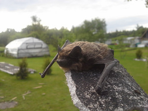 Olen Patricksi fotosessiooniga tunniajaline tänavafotograaf (8 foto / 10)