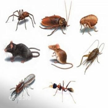 Kahjurite tõrje prussakad, sipelgad, hiired, rotid, putukad (foto #2)