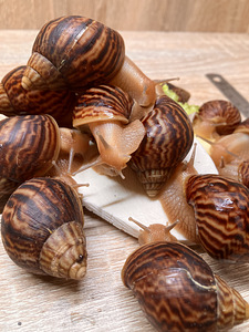 Achatina immaculata (2 foto / 7)