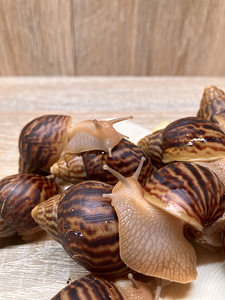 Achatina immaculata (4 foto / 7)