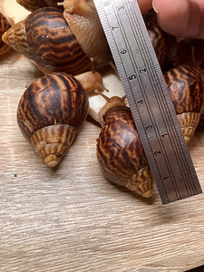 Achatina immaculata (6 foto / 7)