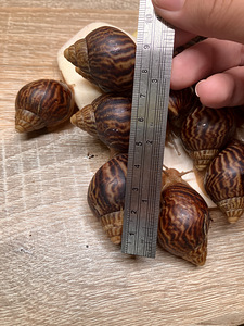 Achatina immaculata (7 foto / 7)