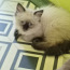 Невский маскарадный котик (фото #4)