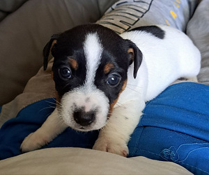 Бронирование щенков Джека Рассела (6 foto / 10)