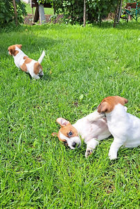 Jack Russelli terjeri kutsikad sugupuuga (6 foto / 9)