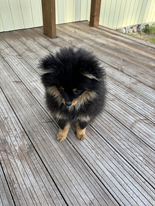 Pomeranian poika (3 valokuva sivusta 3)