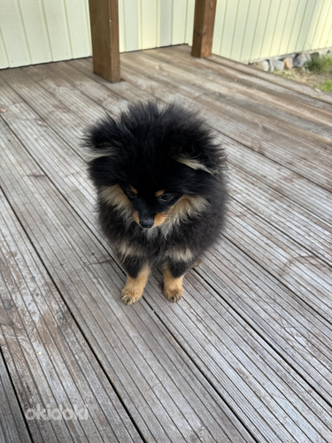 Pomeranian poika (valokuva #3)