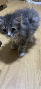 Komea pentu poika. (2 valokuva sivusta 4)