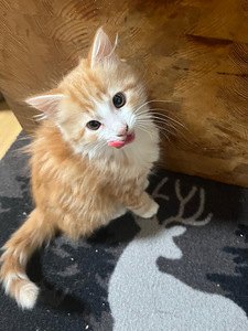 Komeat pentupojat. (5 valokuva sivusta 6)