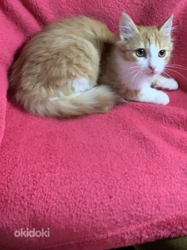 Poika ja tyttö pennut.