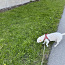 koerte jalutamine Õismäel/Mustamäel (foto #1)