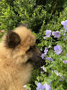 Eurasier tõuraamatuga kutsikad (3 foto / 10)