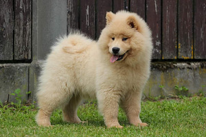Eurasier tõuraamatuga kutsikad (8 foto / 10)
