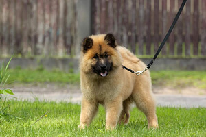 Eurasier tõuraamatuga kutsikad (9 foto / 10)