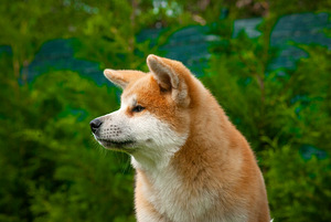 Akita Inu kutsikad (4 foto / 10)